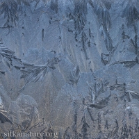 Frost Formations