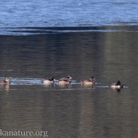 Ring-necked Ducks and Redhead