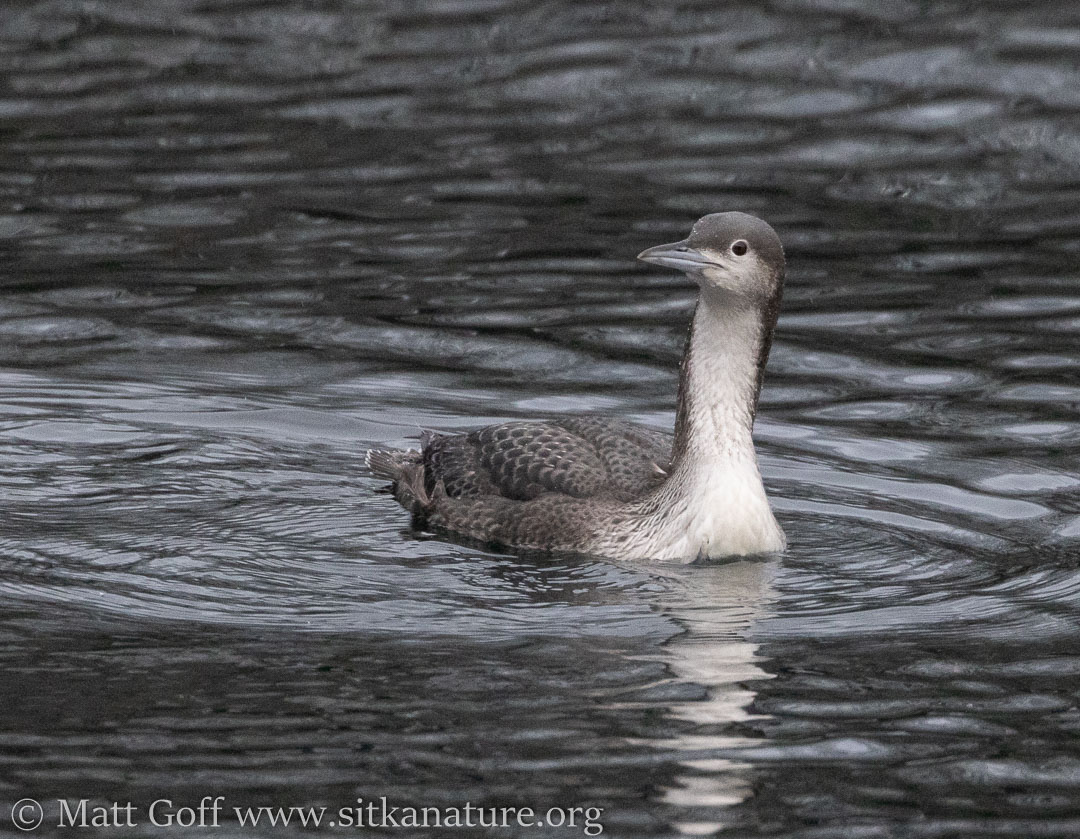 Pacific Loon at Sawmill Cove