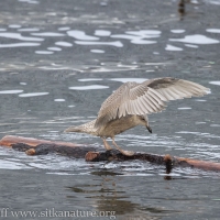 Young Gull and Drifting log