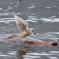 Young Gull and Drifting log