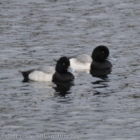 Lesser Scaup and Greater Scaup