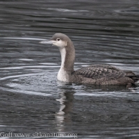 Pacific Loon at Sawmill Cove