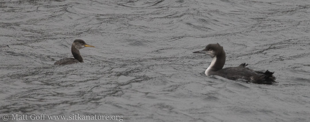 Red-necked Grebe and Pacific Loon