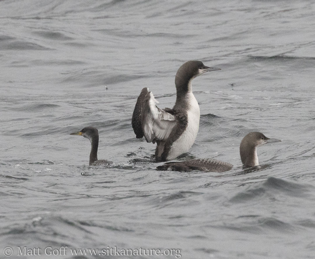 Red-necked Grebe and Pacific Loons