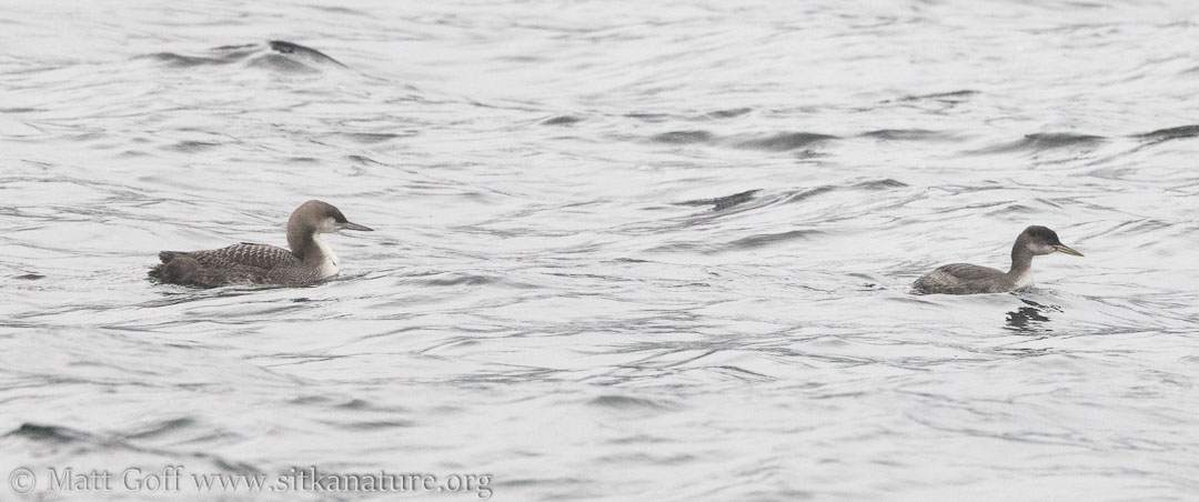 Pacific Loon and Red-necked Grebe