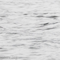 Pacific Loon and Red-necked Grebe