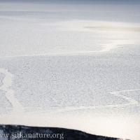Icy Path on Swan Lake