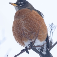 Robin in Winter