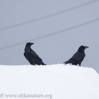 Ravens on a Snowy Roof