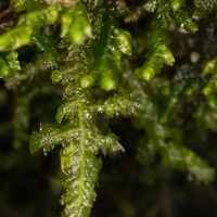 Moss and Liverwort