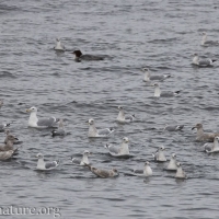 Gulls and Mergansers