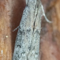 Knot-horn Moth (Phycitinae)