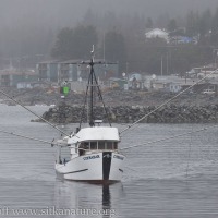 Fishing Boat Returns
