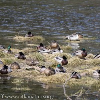 Ducks at Rest