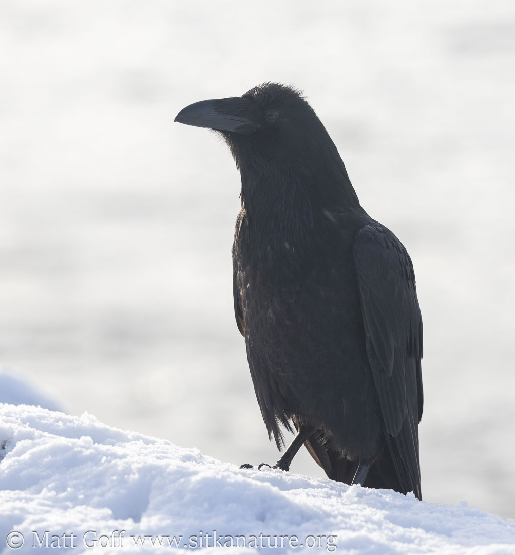Raven and Snow
