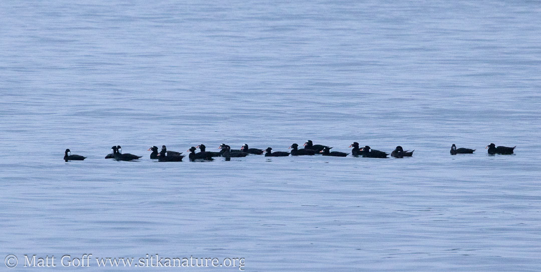 Surf Scoters on Crescent Bay