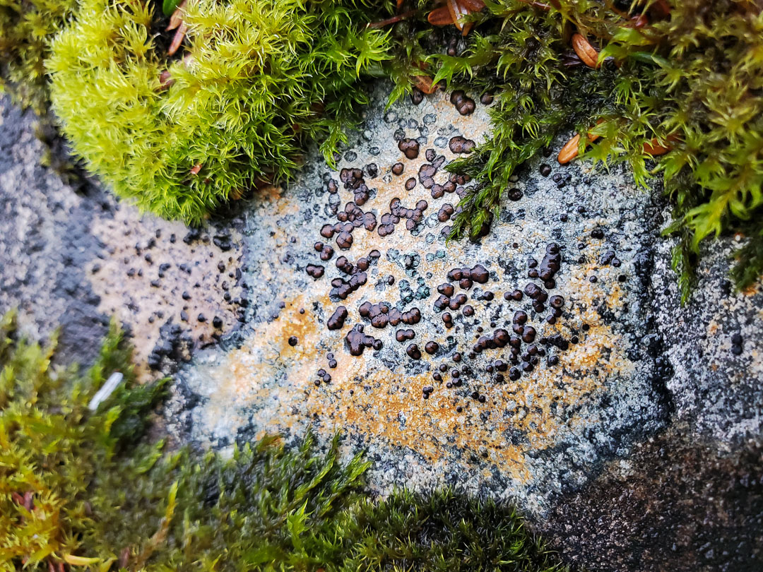 Lichen (<em>Porpidia</em>?)