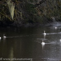 Trumpeter Swans in Starrigavan Creek