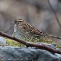 Tan striped White-throated Sparrow