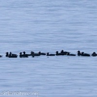 Surf Scoters on Crescent Bay
