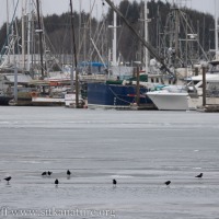 Icy Harbor