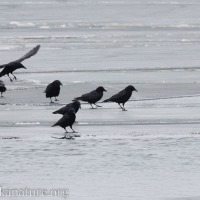 Crows on Ice