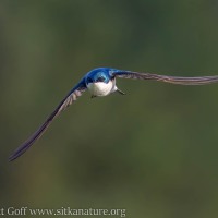 July - Tree Swallow