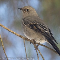 November - Townsend's Solitaire