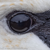 In a Swan's Eye