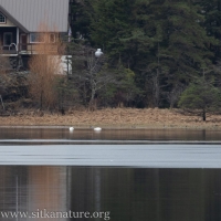 Swan Lake Ice