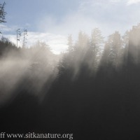Sunlight through Fog and Trees
