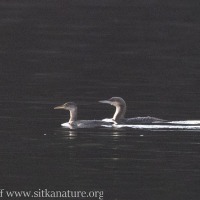 Red-necked Grebe and Pacific Loon