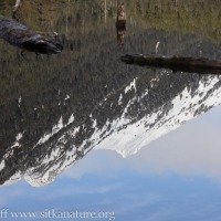Thimbleberry Lake Reflection