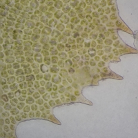 <em>Scapania</em> leaf close up