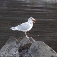 Gull with Food