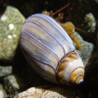 Purple Olive Snail shell