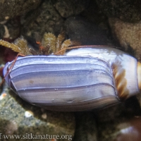 Hermit Crab in purple olive snail shell