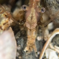 Shrimp-eyed View