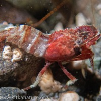 Deep Blad Shrimp (<em>Spirontocaris prionota</em>)