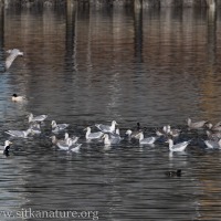 Gulls in the Channel