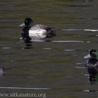 Greater Scaups