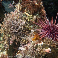 Red Urchin (<em>Mesocentrotus franciscanus</em>)