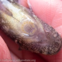 Ribbon Snailfish (<em>Liparis cyclopus</em>)