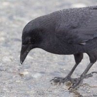 Crow Pickings
