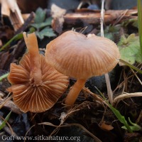 Spring Mushroom