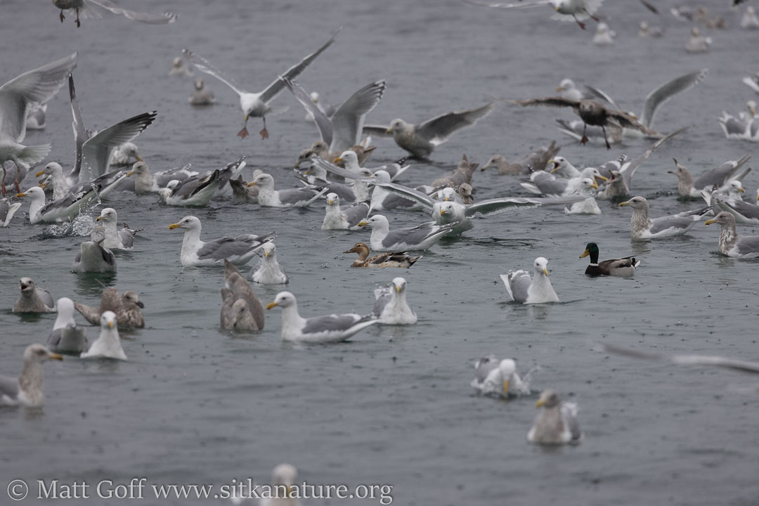 Mallards among the Gulls