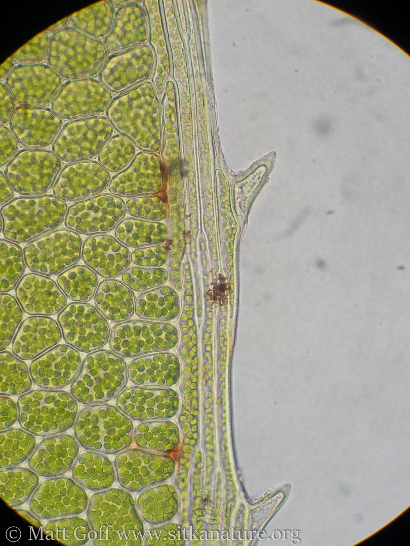 Closeup of <em>Plagiomnium cuspidatum</em>