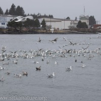 Gull Frenzy at the Channel