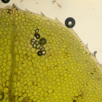 Closeup of <em>Plagiomnium cuspidatum</em>